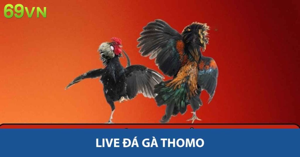 Live đá gà thomo